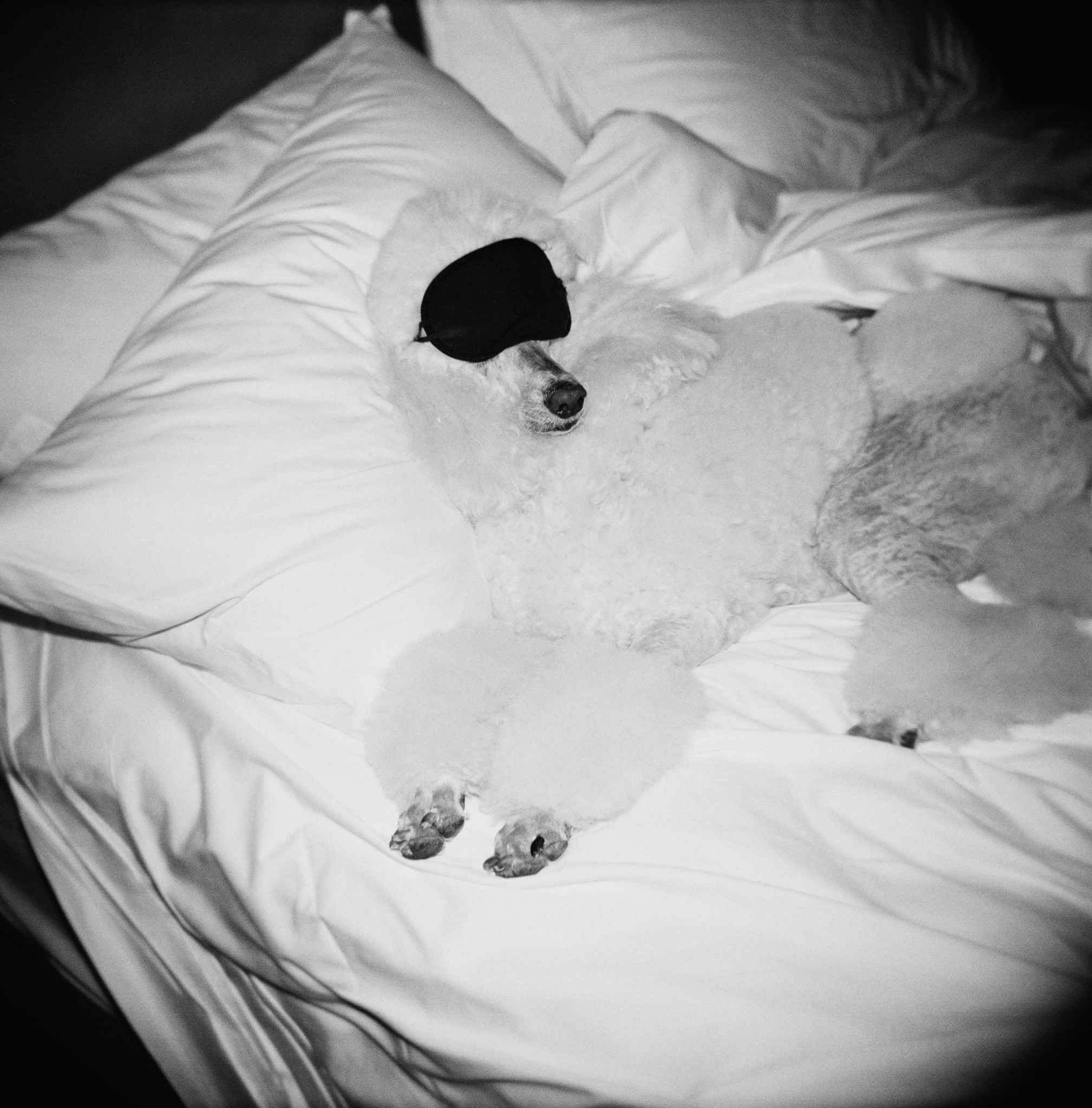 A white poodle resting on a hotel bed in an eye mask — photograph by Calen Rose